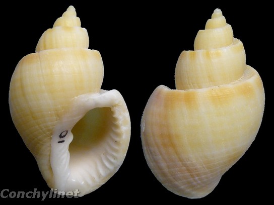 Cancellaria spirata