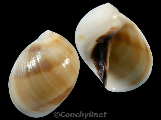 Mammilla melanostoma