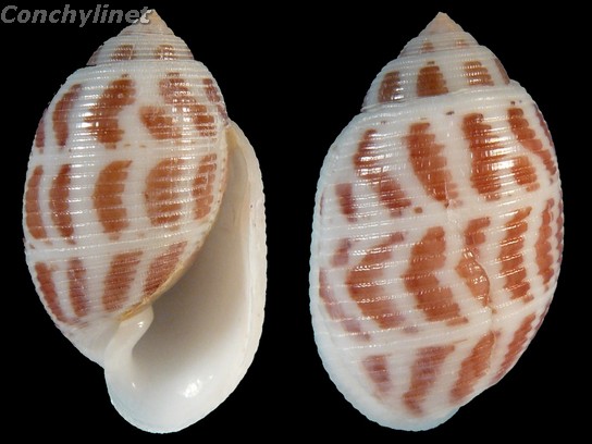 Acteon flammeus