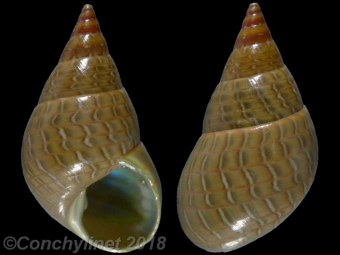 Phasianotrochus bellulus
