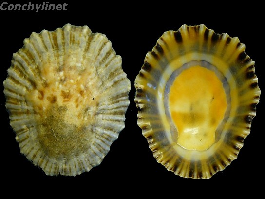 Patella depressa