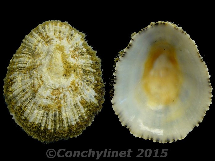 Patella ulyssiponensis