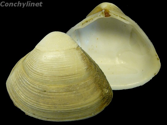 Spisula subtruncata