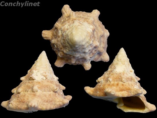 Tectus dentatus
