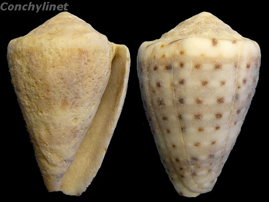 Conus taeniatus