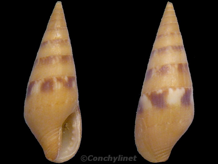 Mitrella acuminata