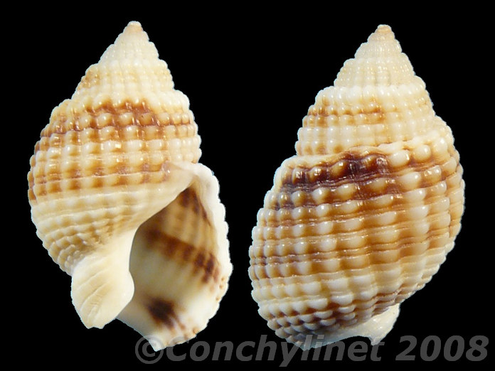 Nassarius gemmuliferus