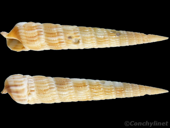 Myurellopsis parkinsoni
