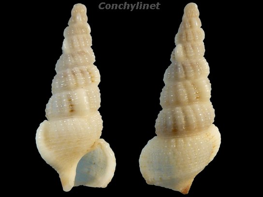 Cerithium rostratum