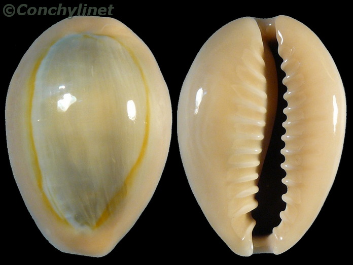 Cypraea annulus