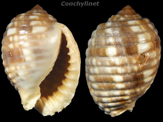 Malea pomum