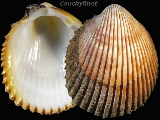 Vasticardium luteomarginatum