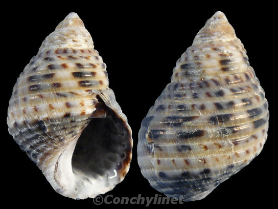Planaxis sulcatus
