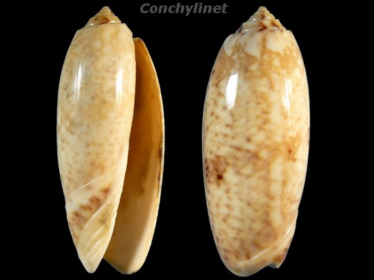 Oliva tremulina