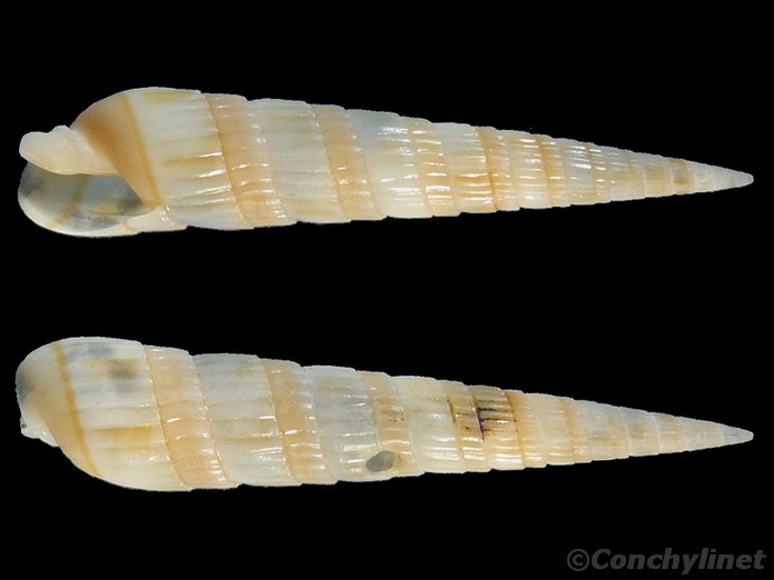 Duplicaria duplicata