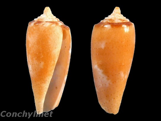 Conus obscurus