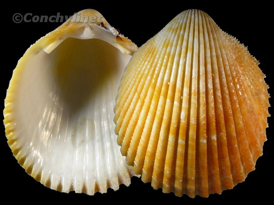 Vasticardium luteomarginatum