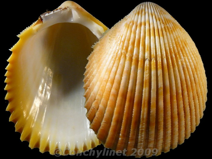 Vasticardium luteomarginatum