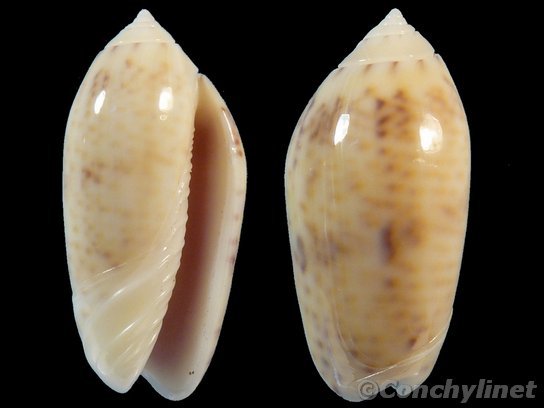 Oliva caerulea