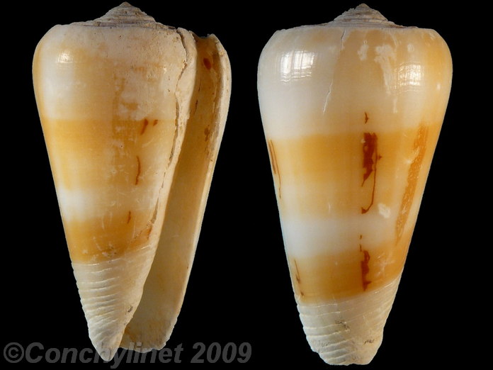 Conus mascarenensis
