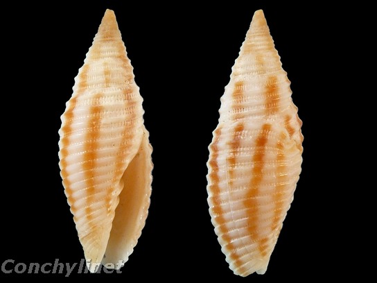 Imbricaria intersculpta