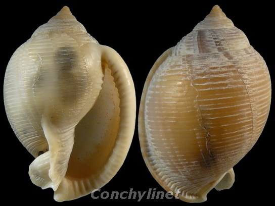 Phalium bisulcatum