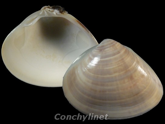 Meretrix lusoria