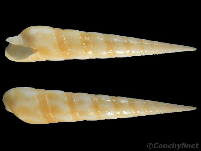 Oxymeris dimidiata f. pallida Oxymeris dimidiata f. pallida