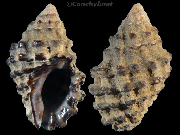Neothais marginatra