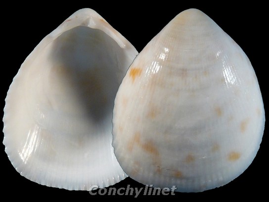 Laevicardium biradiatum