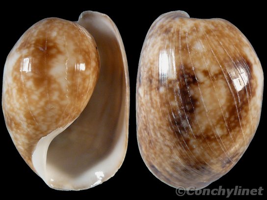Bulla ampulla