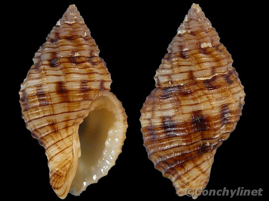 Pollia wagneri