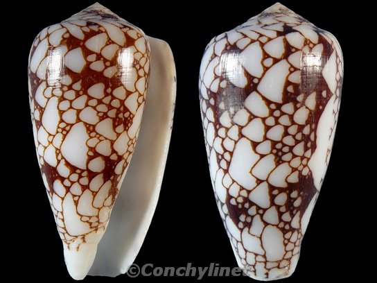 Conus pennaceus
