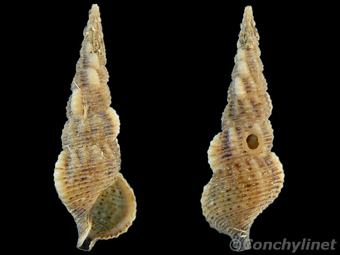 Cerithium rostratum