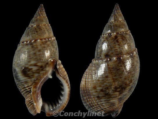Nassarius reeveanus