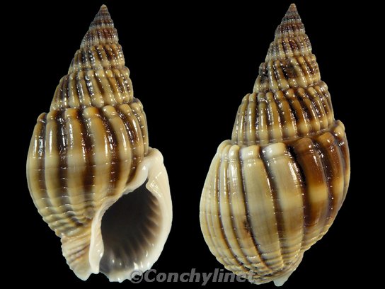 Nassarius siquijorensis