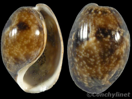 Bulla ampulla