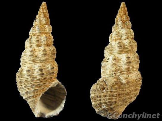 Batillaria australis