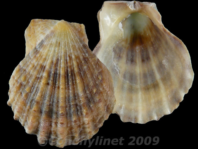 Scaeochlamys livida