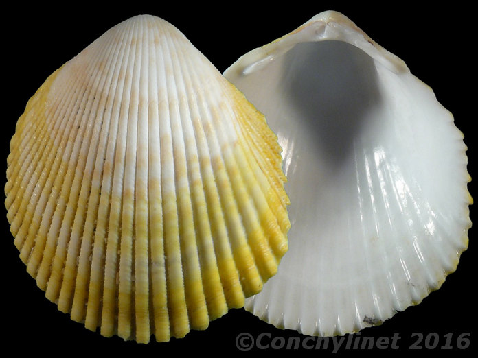 Acrosterigma cygnorum