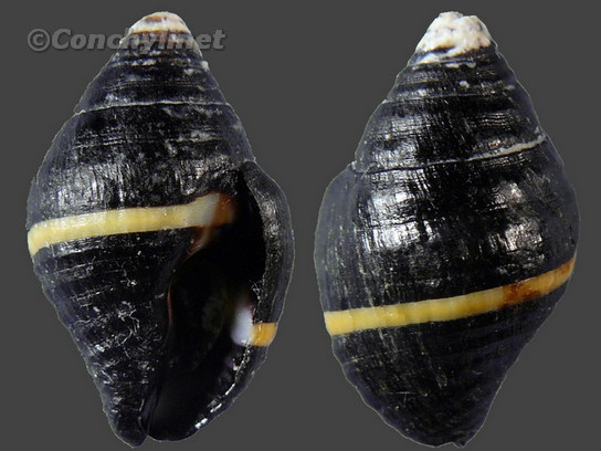 Engina mendicaria unilineata