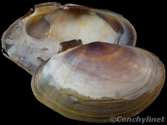 Psammotellina biradiata
