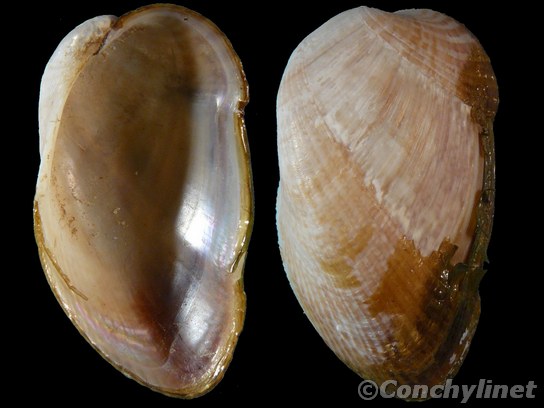 Musculus impactus