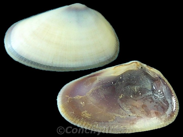 Donax gouldii