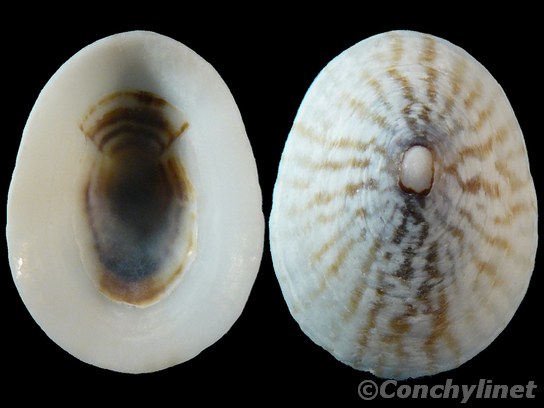 Patelloida nigrosulcata