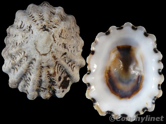 Patelloida alticostata