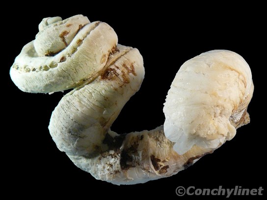 Siliquaria australis