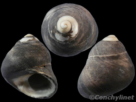 Austrocochlea rudis