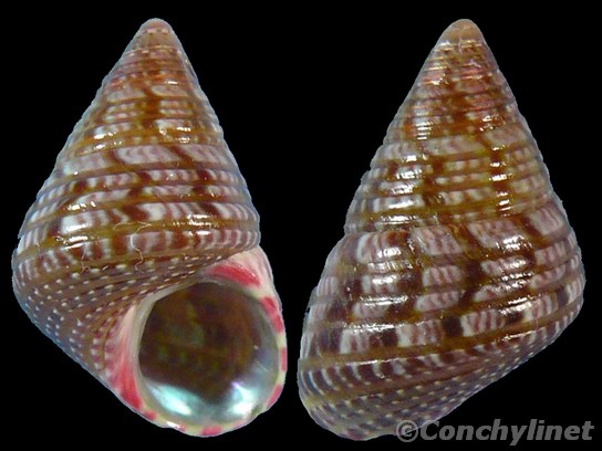 Cantharidus pulcherrimus
