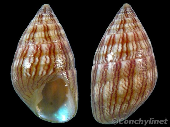 Phasianotrochus irisodontes